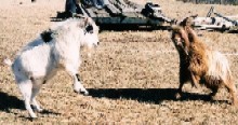 Wild Billy Hickok and Grassdancer